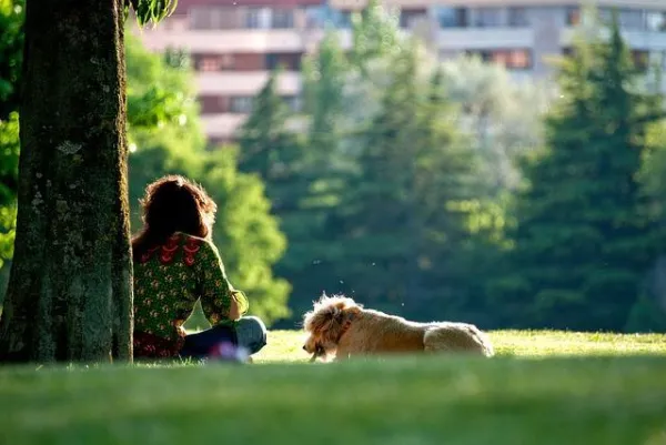 10 Essential Reasons to Walk Your Dog Every Day