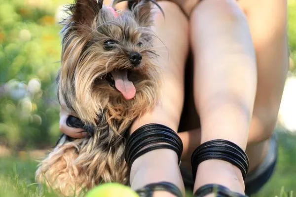 10 Essential Reasons to Walk Your Dog Every Day
