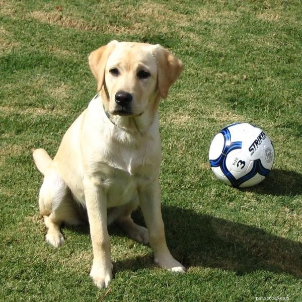 Optimal Exercise for Labrador Retrievers: What Your Dog Needs