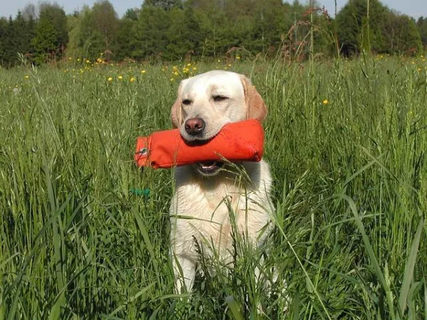 Optimal Exercise for Labrador Retrievers: What Your Dog Needs