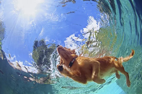 Optimal Exercise for Labrador Retrievers: What Your Dog Needs
