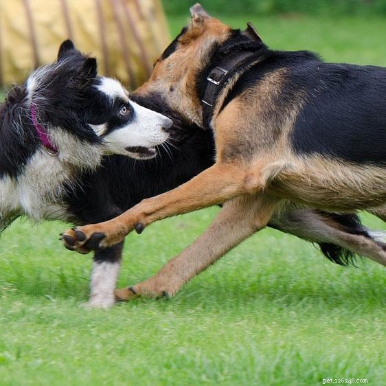 Resolving Conflict: How to Help Two Dogs Coexist Harmoniously
