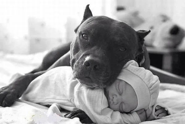 Preventing Jealousy Between Your Dog and Baby: Proven Tips
