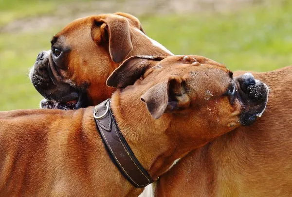 Resolving Conflict: How to Help Two Dogs Coexist Harmoniously