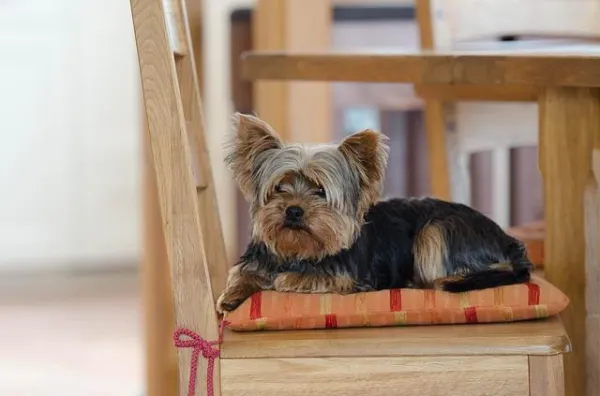 Understanding Why Your Yorkshire Terrier Bark Often: Causes & Solutions