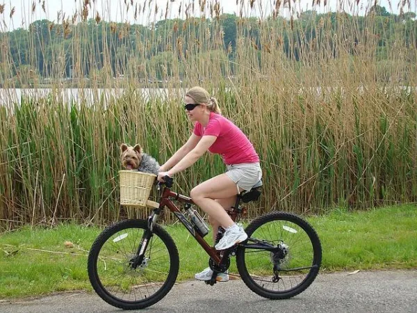 Understanding Why Your Yorkshire Terrier Bark Often: Causes & Solutions