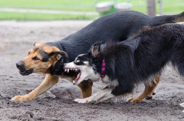 Resolving Conflict: How to Help Two Dogs Coexist Harmoniously