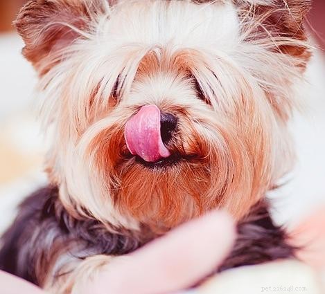 Understanding Why Your Yorkshire Terrier Bark Often: Causes & Solutions
