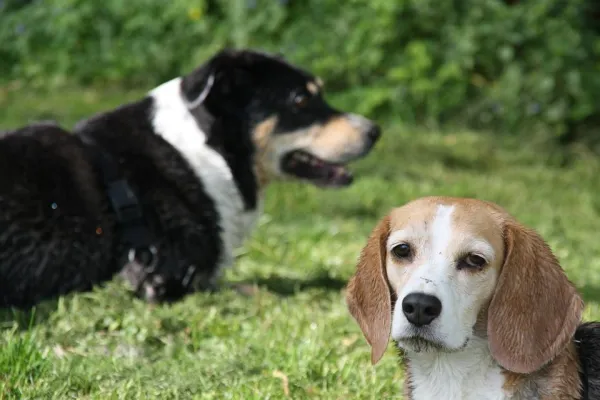 Resolving Conflict: How to Help Two Dogs Coexist Harmoniously