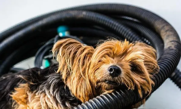 Understanding Why Your Yorkshire Terrier Bark Often: Causes & Solutions