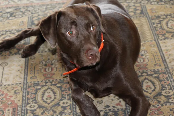 Restoring Calm and Trust in Abused Dogs: Proven Steps for Healing