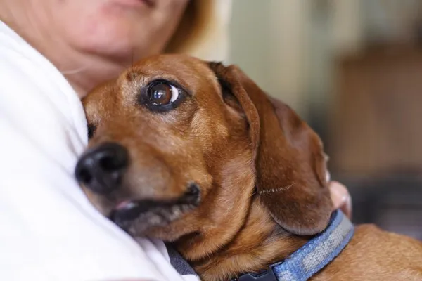 Restoring Calm and Trust in Abused Dogs: Proven Steps for Healing