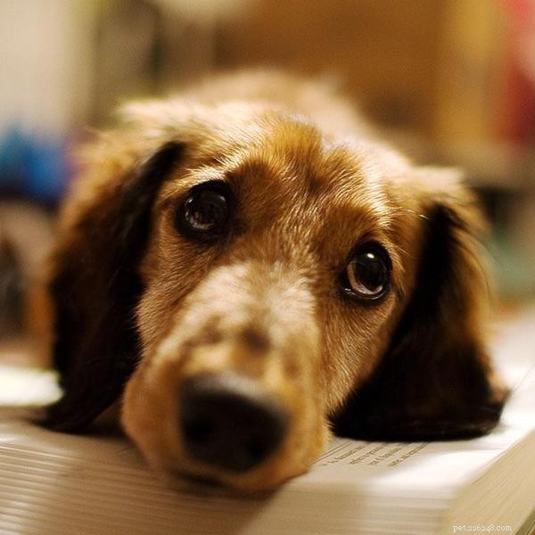 Restoring Calm and Trust in Abused Dogs: Proven Steps for Healing
