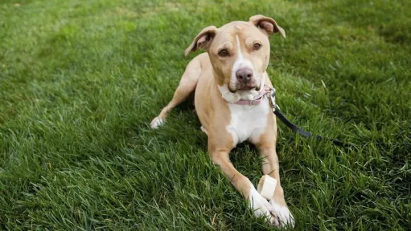 How to Choose the Best Muzzle for Your Dog: Comfort, Safety, and Legal Tips