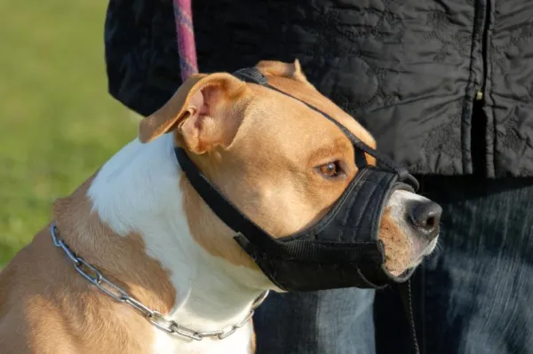 How to Choose the Best Muzzle for Your Dog: Comfort, Safety, and Legal Tips