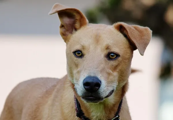 Understanding and Overcoming Your Dog’s Fear of Other Dogs: Expert Tips