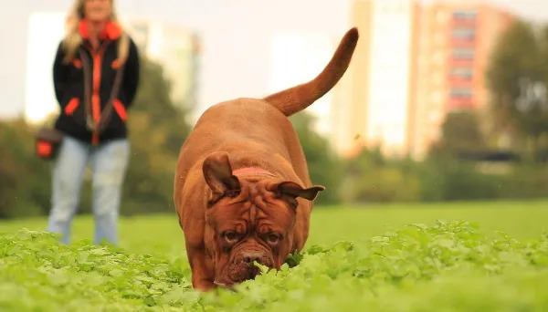 Understanding and Overcoming Your Dog’s Fear of Other Dogs: Expert Tips