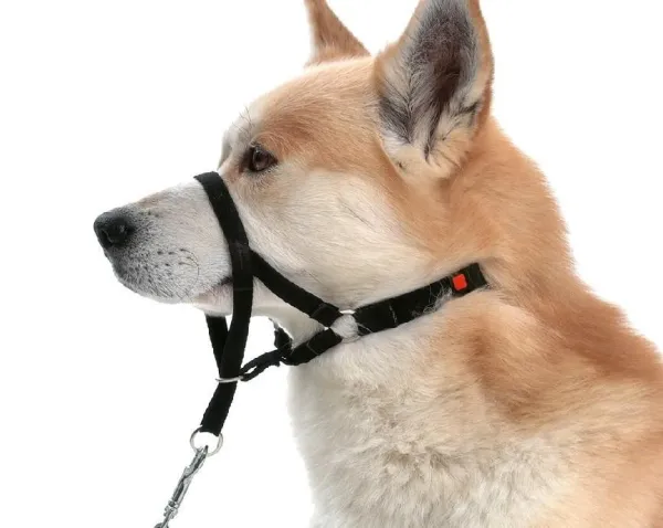 How to Choose the Best Muzzle for Your Dog: Comfort, Safety, and Legal Tips