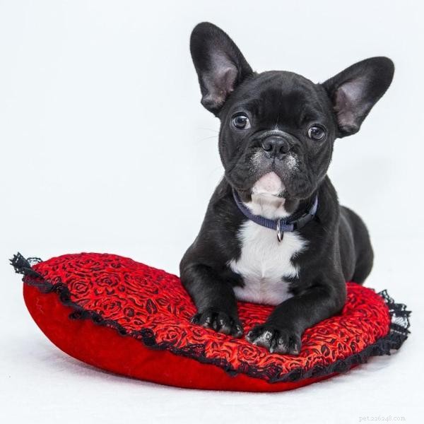 Understanding and Overcoming Your Dog’s Fear of Other Dogs: Expert Tips