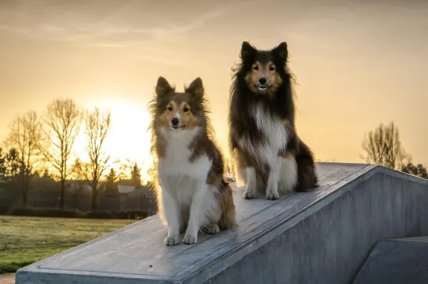 Understanding and Overcoming Your Dog’s Fear of Other Dogs: Expert Tips