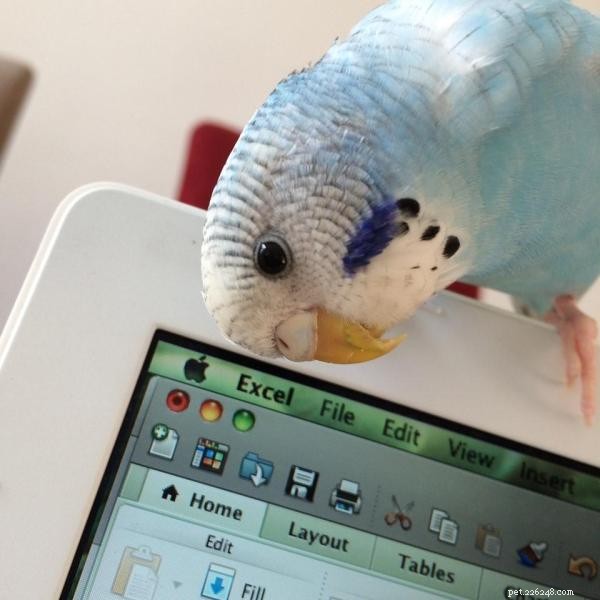 Raising and Training a Hand‑Reared Budgerigar: A Guide to Bonding and Care