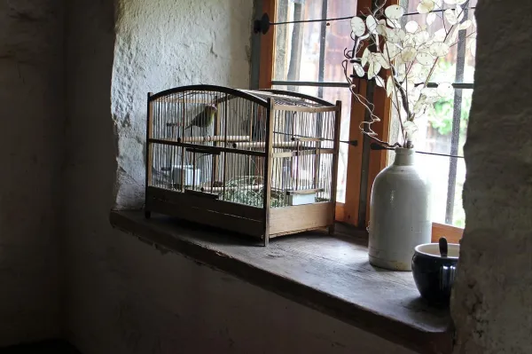 Raising and Training a Hand‑Reared Budgerigar: A Guide to Bonding and Care