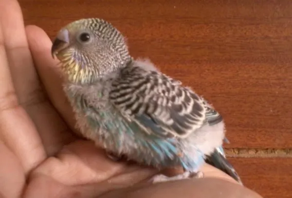 Raising and Training a Hand‑Reared Budgerigar: A Guide to Bonding and Care