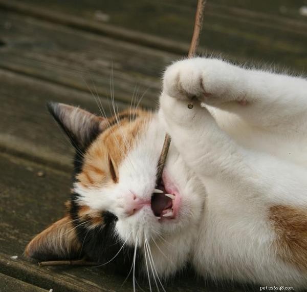 Top 5 Toys Every Cat Adores