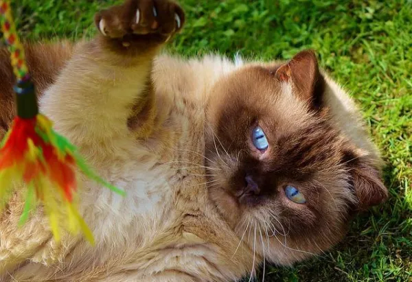 Top 5 Toys Every Cat Adores