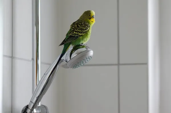 Raising and Training a Hand‑Reared Budgerigar: A Guide to Bonding and Care