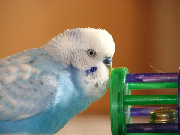 Raising and Training a Hand‑Reared Budgerigar: A Guide to Bonding and Care