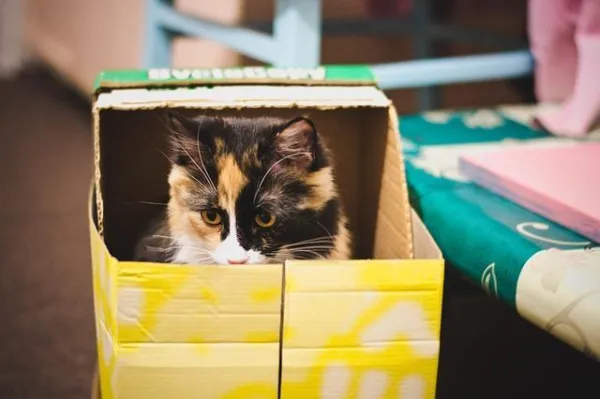 Top 5 Toys Every Cat Adores