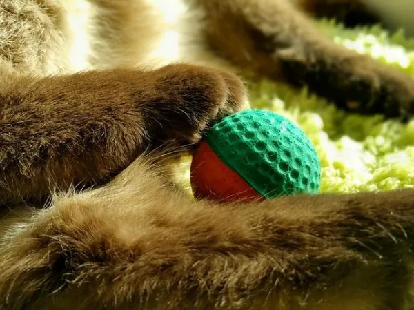 Top 5 Toys Every Cat Adores
