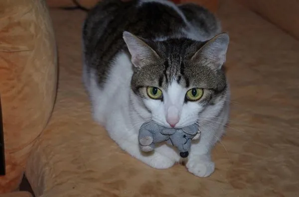 Top 5 Toys Every Cat Adores