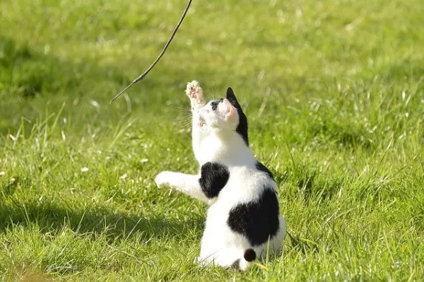 Top 5 Toys Every Cat Adores