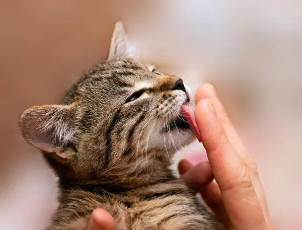 Top 5 Toys Every Cat Adores