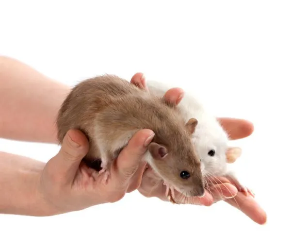 Why Does My Pet Rat Bite? Understanding Rat Bites and How to Stop Them