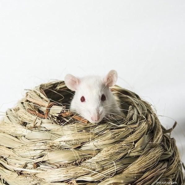 Why Does My Pet Rat Bite? Understanding Rat Bites and How to Stop Them