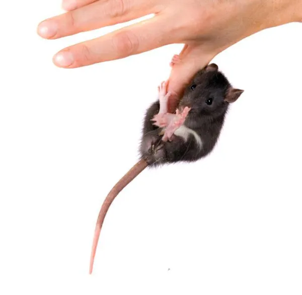 Why Does My Pet Rat Bite? Understanding Rat Bites and How to Stop Them