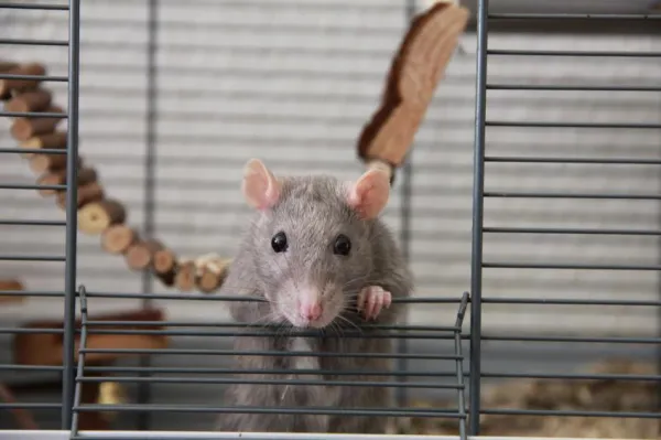 Why Does My Pet Rat Bite? Understanding Rat Bites and How to Stop Them