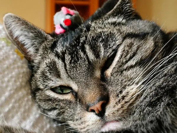 Cat Toy Guide: Engage, Energize, and Enrich Your Feline’s Playtime