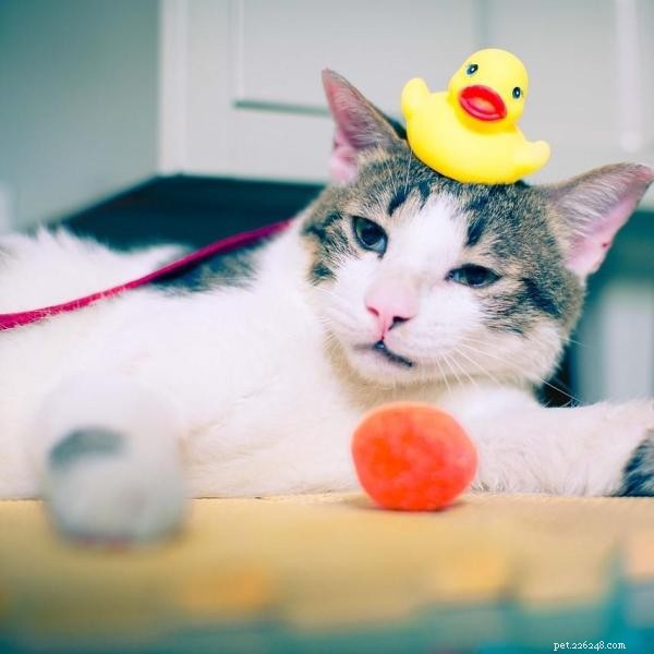 Cat Toy Guide: Engage, Energize, and Enrich Your Feline’s Playtime