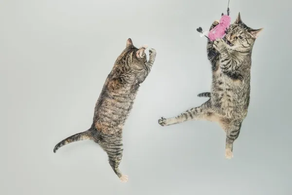 Cat Toy Guide: Engage, Energize, and Enrich Your Feline’s Playtime