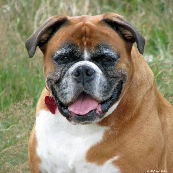 Fun & Safe Activities to Keep Your Senior Dog Active