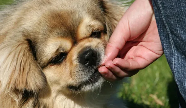 Fun & Safe Activities to Keep Your Senior Dog Active