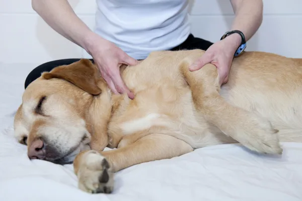 Fun & Safe Activities to Keep Your Senior Dog Active