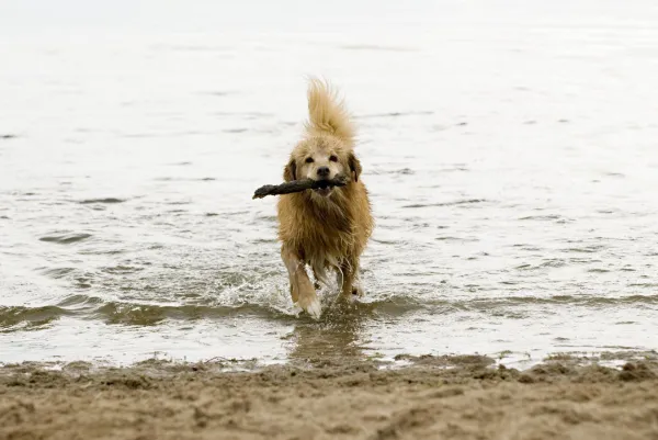 Fun & Safe Activities to Keep Your Senior Dog Active