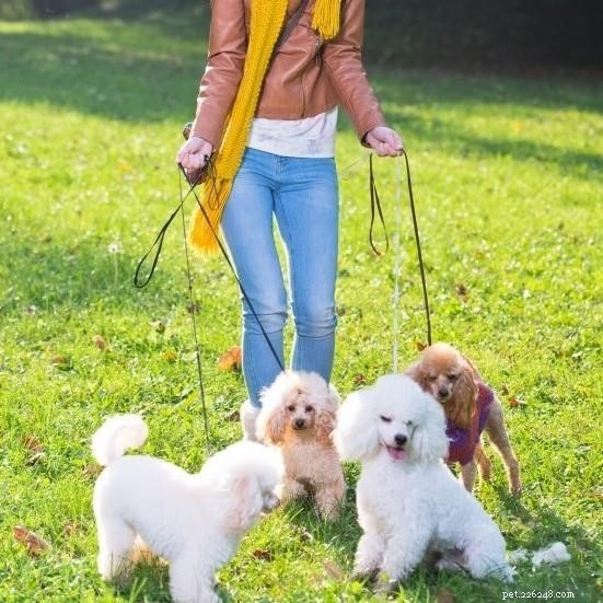 Master Multi‑Dog Walking: Expert Tips & Must‑Have Gear