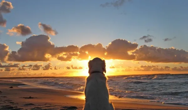 Fun & Safe Activities to Keep Your Senior Dog Active