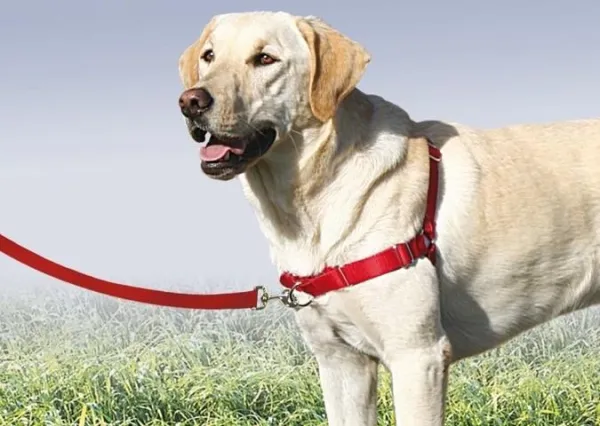Master Multi‑Dog Walking: Expert Tips & Must‑Have Gear
